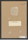 Actinoptychus weissflogii A. Schm. (de-Toni-Nr.: Genus 227, Species 5604) Zeichnungen Sammlung Grunow Nr. 9493 (NHMW-BOT-W0379471)